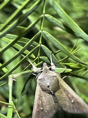 Mythimna unipuncta