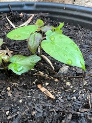 Acer pictum