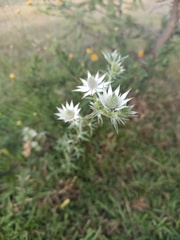 Eryngium heterophyllum