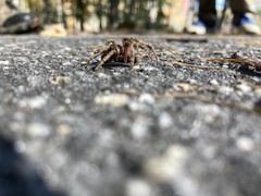 Araneus