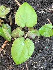 Acer pictum