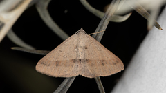Isturgia penthearia