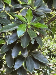 Ardisia sieboldii