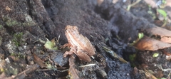 Dendropsophus columbianus