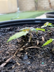 Acer pictum