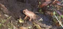 Dendropsophus columbianus