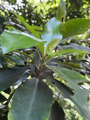 Ardisia sieboldii