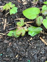 Acer pictum
