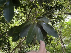 Ardisia sieboldii