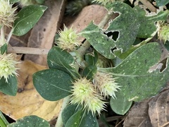 Alternanthera pungens