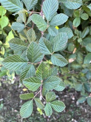 Rubus cuneifolius