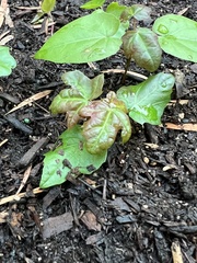 Acer pictum