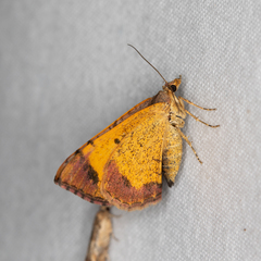 Chrysolarentia mecynata