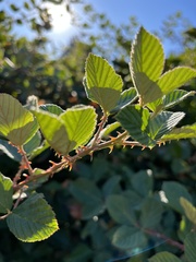 Rubus cuneifolius