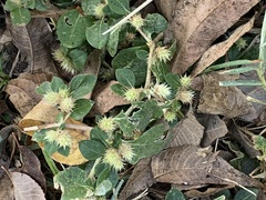 Alternanthera pungens