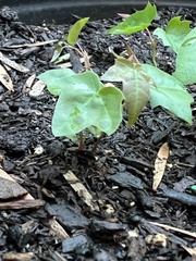 Acer pictum