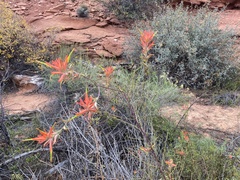 Castilleja linariifolia