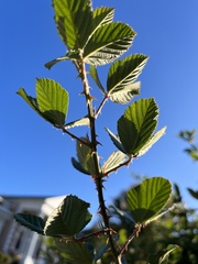 Rubus cuneifolius