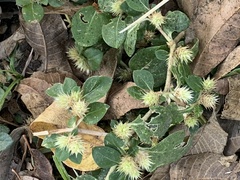 Alternanthera pungens