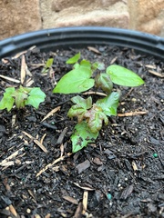 Acer pictum