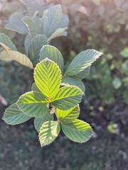 Rubus cuneifolius