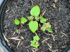 Acer pictum