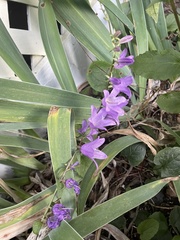 Campanula rapunculoides