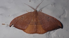Watsonalla uncinula