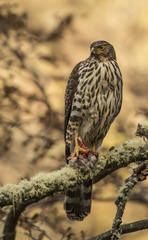Accipiter chilensis