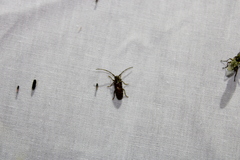 Eupogonius tomentosus