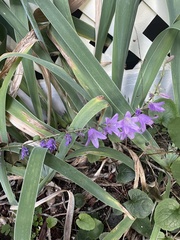 Campanula rapunculoides