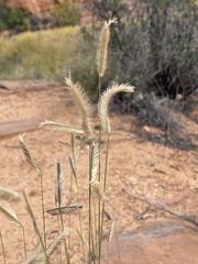 Bouteloua gracilis