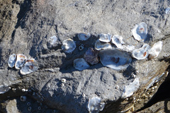 Crassostrea virginica