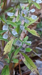 Scutellaria integrifolia