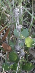 Callirhytis quercusbatatoides