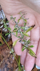 Scutellaria integrifolia