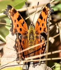 Polygonia comma