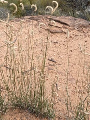Bouteloua gracilis