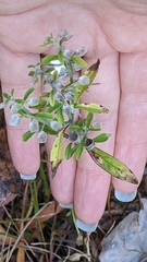 Scutellaria integrifolia