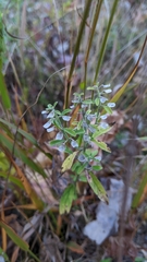 Scutellaria integrifolia