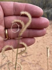 Bouteloua gracilis