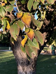 Ulmus davidiana