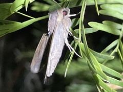 Mythimna unipuncta