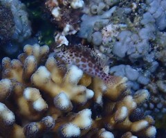 Cirrhitichthys falco