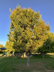 Ulmus davidiana