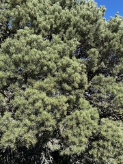 Pinus edulis