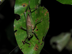 Austrosalomona destructor