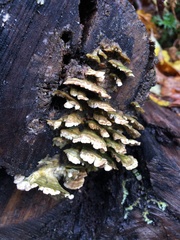 Trametes villosa