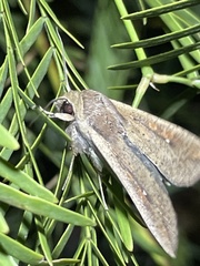 Mythimna unipuncta