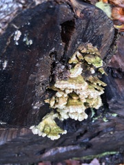 Trametes villosa